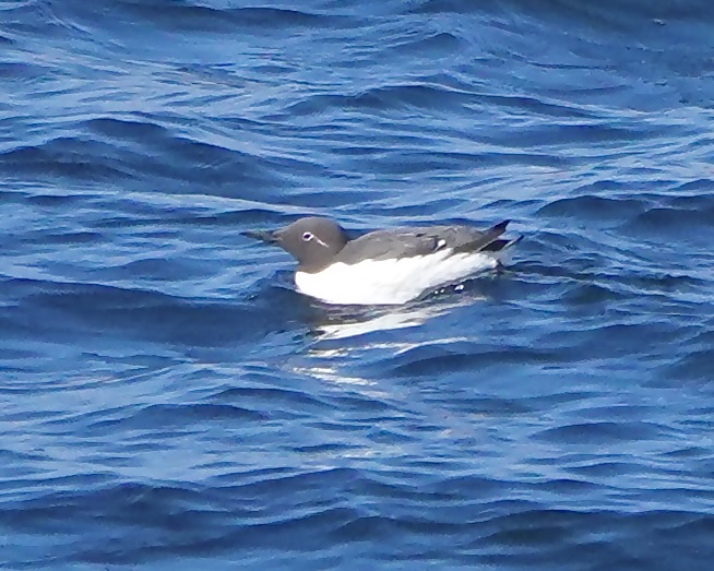 guillemot